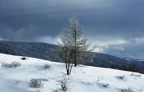 Картинка зима, небо, облака, снег, горы, дерево