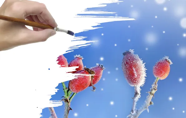 Иней, снег, ягоды, рука, кисть