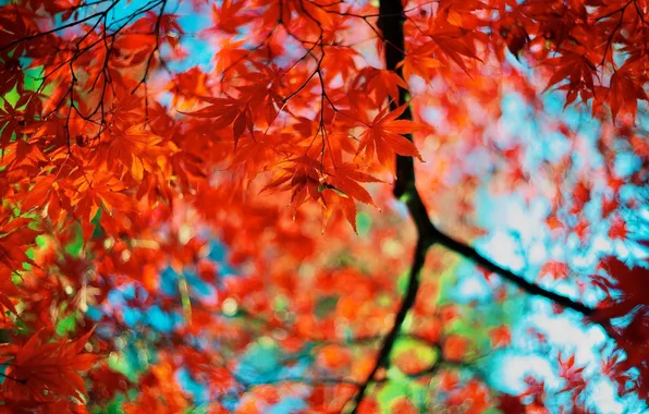 Осень, листья, цвета, ветки, красные