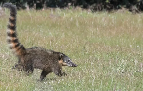 Хвост, trail, коати, coati, step by step, не спеша