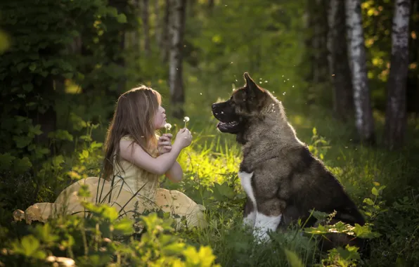 Картинка лес, настроение, собака, девочка, одуванчики, друзья, американская акита
