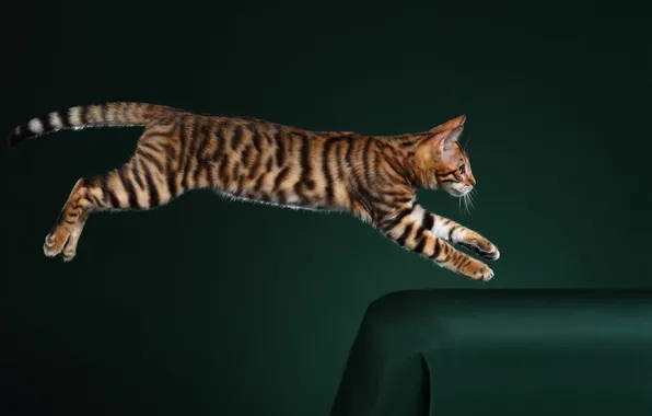 Кошка, кот, поза, прыжок, ткань, зеленый фон, бенгальская