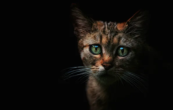 Картинка кошка, глаза, взгляд, морда, котенок, блеск, котик, зеленые