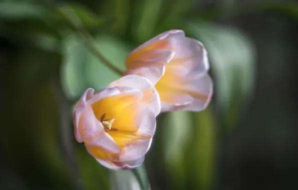 Цветы, природа, тюльпаны