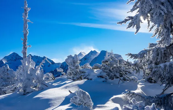 Зима, снег, деревья, горы, Австрия, Альпы, сугробы, Austria