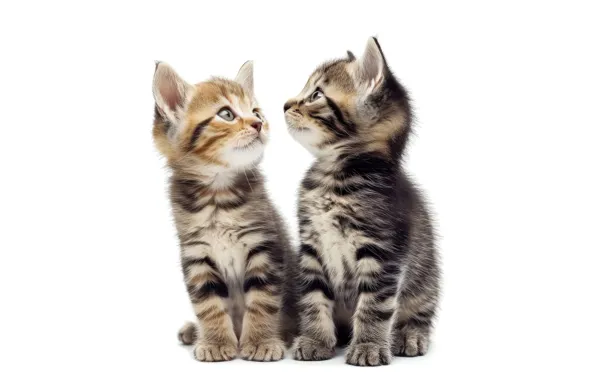 Взгляд, кошки, поза, котенок, котята, белый фон, парочка, дуэт