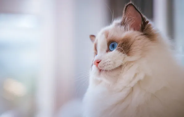 Картинка кошка, кот, взгляд, морда, фон, портрет, светлый, котёнок