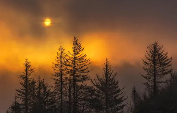 Облака, деревья, Луна, Орегон, США