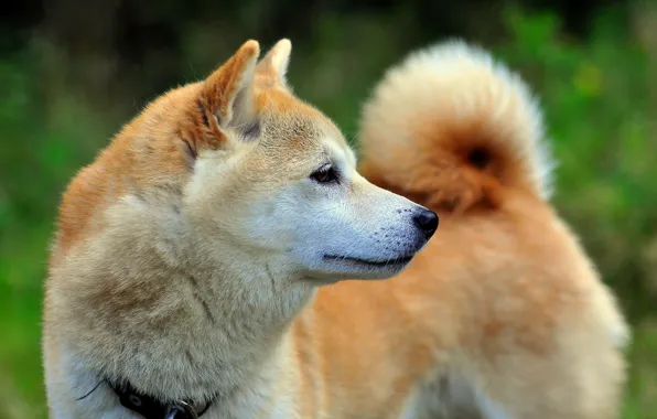 Взгляд, друг, собака