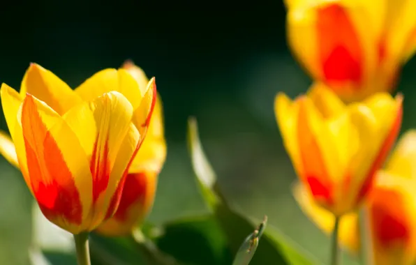 Весна, Тюльпаны, Spring, Tulips