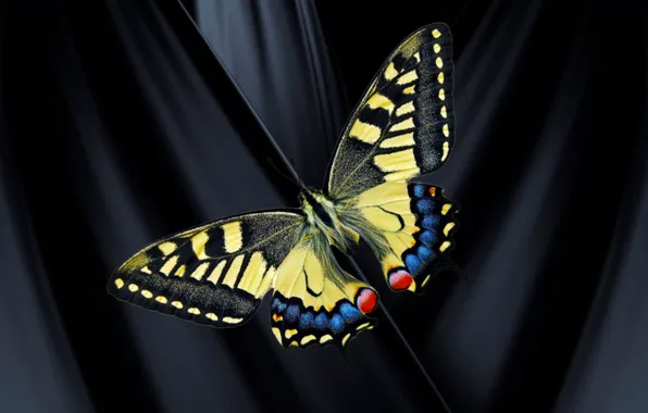 Butterfly, scene, contrast, black silk