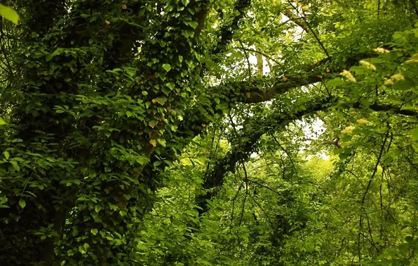 Картинка зелень, лето, деревья, green, summer, Nature, trees, leaves