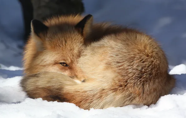 Картинка взгляд, снег, отдых, солнечный свет, чуткость, или рыжая лисица (Vulpes vulpes), Обыкновенная, Зоопарк Аляски (Alaska …
