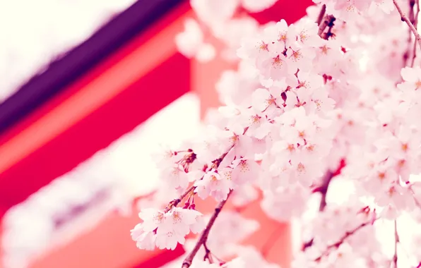 Цветы, обои, Япония, сакура, Japan, flower, sakura, веточки