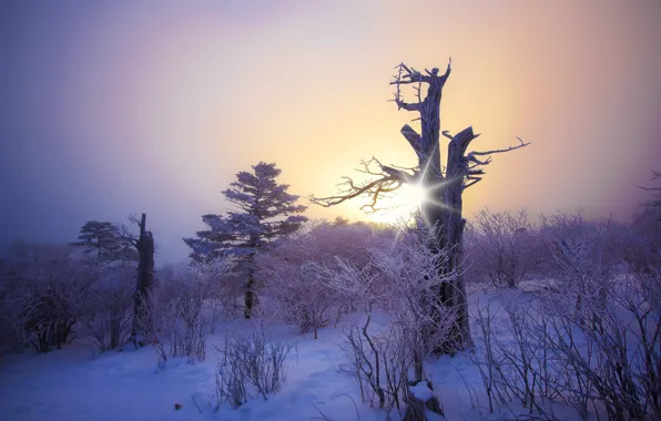 Картинка иней, лес, солнце, снег, деревья, закат, дерево, Зима