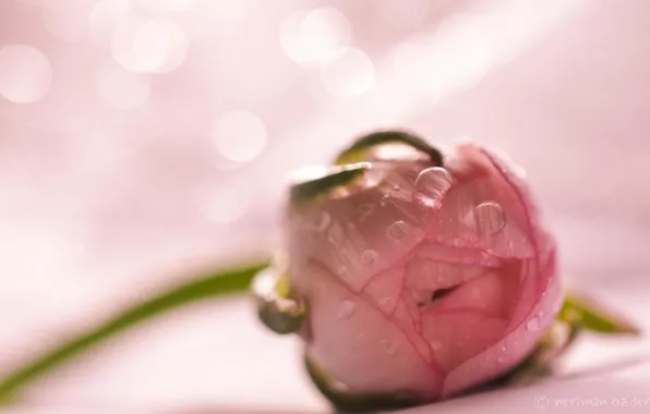 Картинка цветок, капли, макро, розовый, бутон, ranunculus, лютик