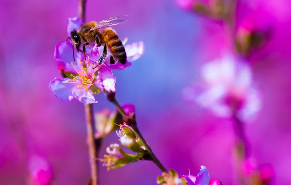 Картинка цветок, природа, пчела, растение, насекомое