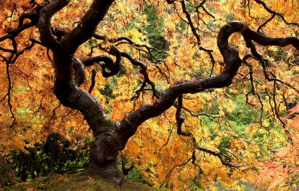 Tree, color, branch