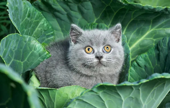 Кошка, взгляд, листья, котенок, серый, малыш, милый, мордашка