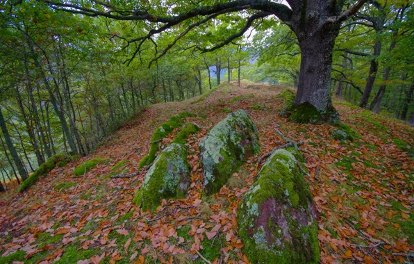 Картинка осень, лес, листья, деревья, камни
