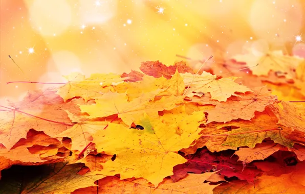Картинка осень, листья, звёзды, ворох