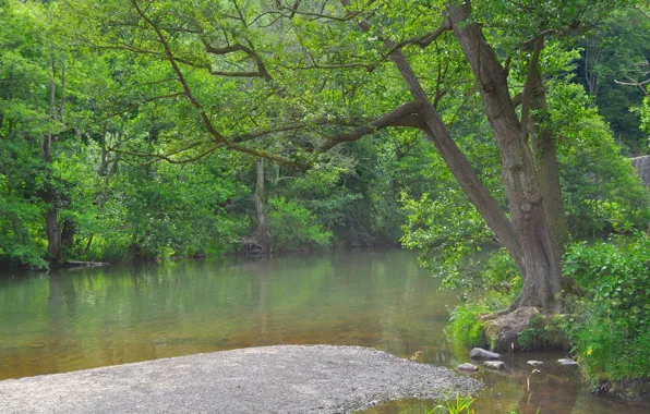 Картинка зелень, лес, лето, природа, пруд, green, summer, forest