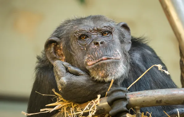 Природа, фон, обезьяна