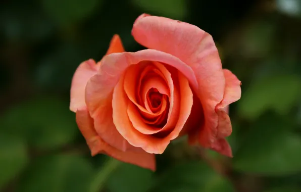 Роза, оранжевая, Rose, orange, боке, bokeh