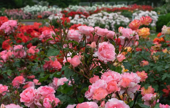 Парк, розы, сад, бутоны, кусты, розовые кусты