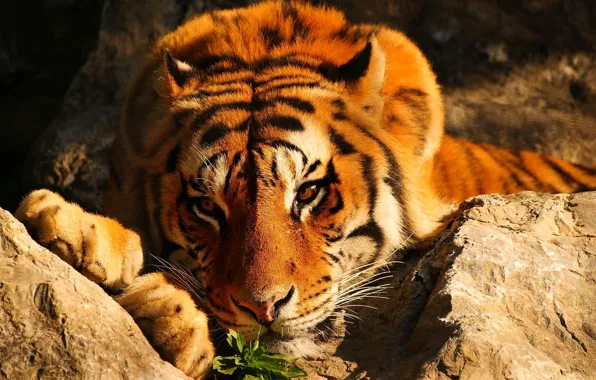 Картинка взгляд, тигр, камни, рыжий, лежит, задумчивый