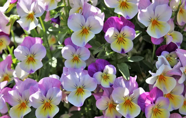Цветы, розовые, анютины глазки, клумба, фиалки, виолы