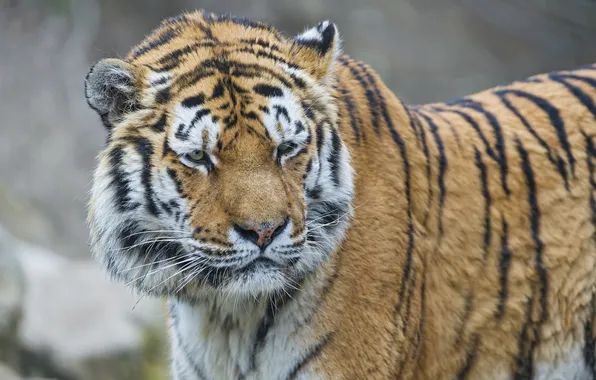 Кошка, взгляд, морда, тигр, амурский тигр, ©Tambako The Jaguar