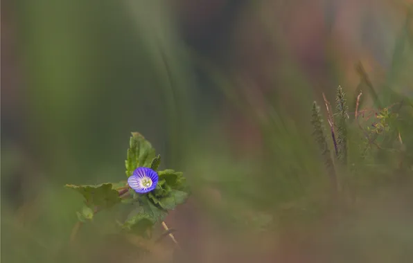 Картинка цветок, трава, листья, синий, размытость