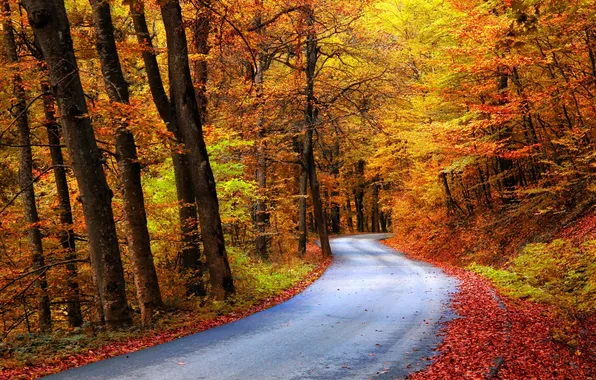 Картинка дорога, осень, лес, деревья, краски