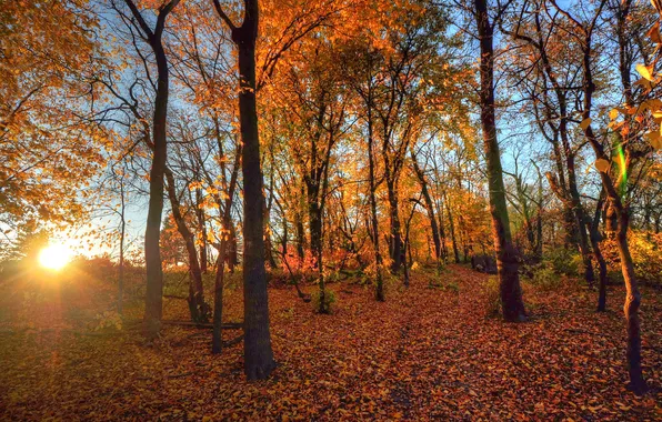 Картинка осень, лес, листья, лучи, деревья, закат