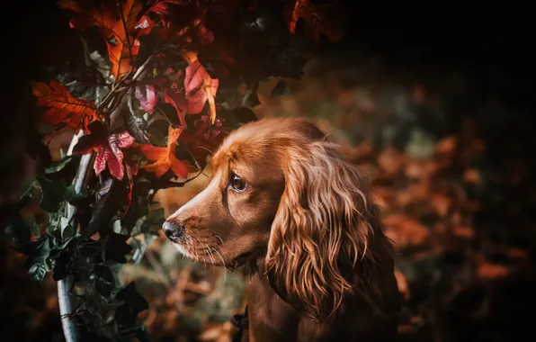 Природа, друг, собака