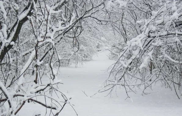 Картинка Зима, Снег, Лес, Тропа, Мороз, Winter, Frost, Snow