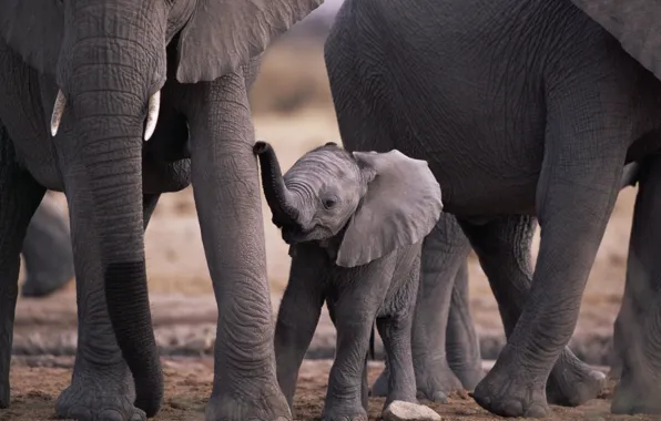 Картинка животные, природа, малыш, слоны, мама, animals, elephants