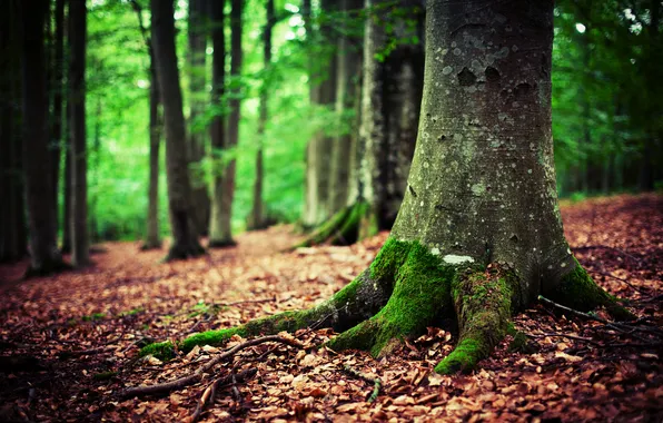 Осень, лес, природа, мох
