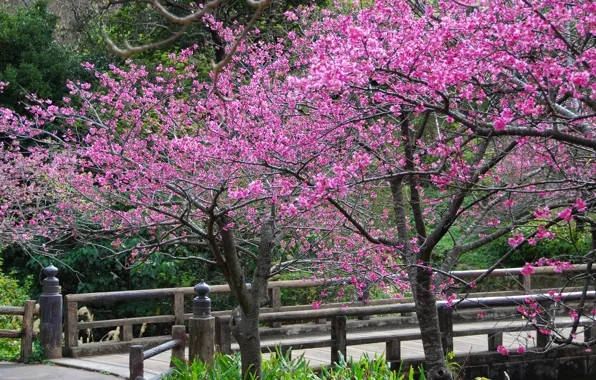 Деревья, цветы, весна, лепестки, сакура