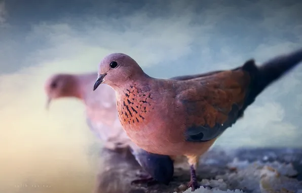 Макро, птица, голуби