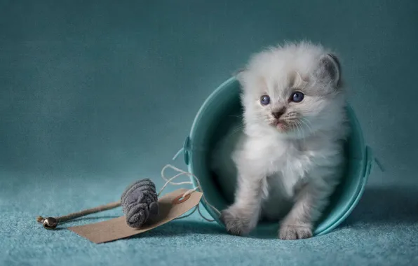 Кошка, котенок, голубой, игрушка, игра, обработка, пушистый, мышь