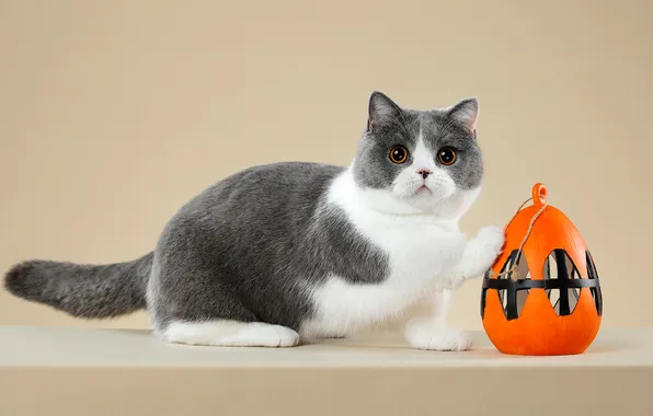 Кошка, взгляд, оранжевый, поза, котенок, серый, игрушка, фонарик