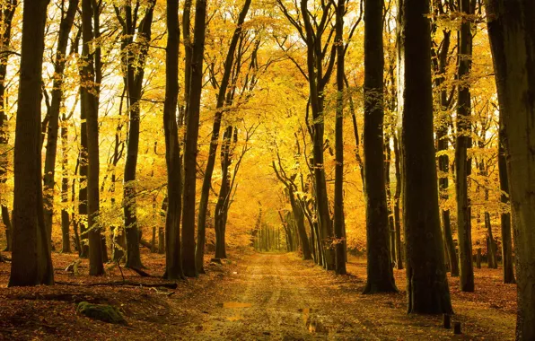 Осень, лес, природа