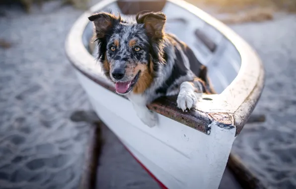 Друг, собака, лодув