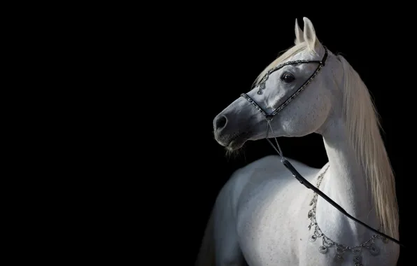 Картинка свет, конь, лошадь, контраст, грация, тёмный фон, арабский