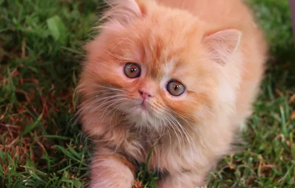 Картинка милая, рыжая, котёнок