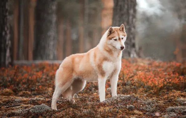 Картинка осень, лес, собака, Хаски, Наталия Поникарова