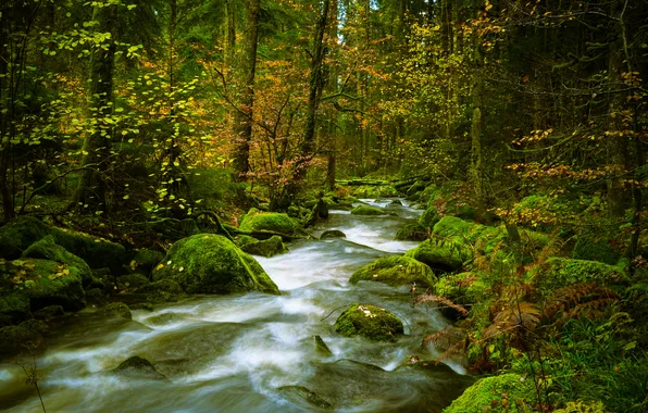 Осень, лес, деревья, природа, река, ручей