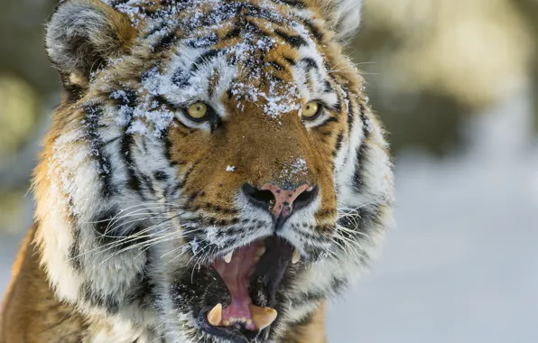 Картинка кошка, взгляд, морда, снег, тигр, амурский тигр, ©Tambako The Jaguar
